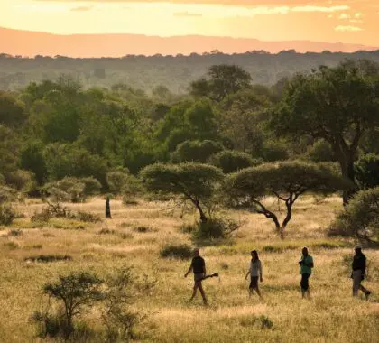 Safari a pie con Lion Sands River Lodge.