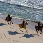 Explore a caballo el Reino Floral del Cabo.