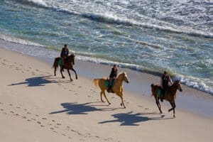Explore a caballo el Reino Floral del Cabo.