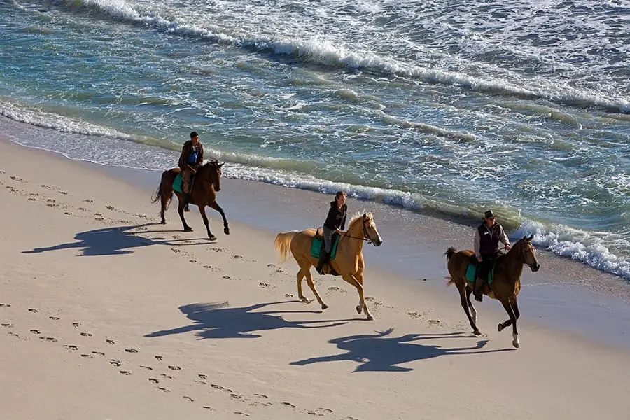 Explore a caballo el Reino Floral del Cabo.