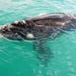 Disfrute de uno de los mejores avistamientos de ballenas de Sudáfrica. 