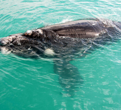 Experience some of the best whale watching in South Africa. 