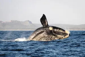 web-grootbos-experience-whale-watching-04