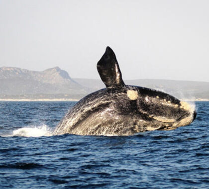 web-grootbos-experience-whale-watching-04