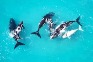 Avistamiento de ballenas en Grootbos.