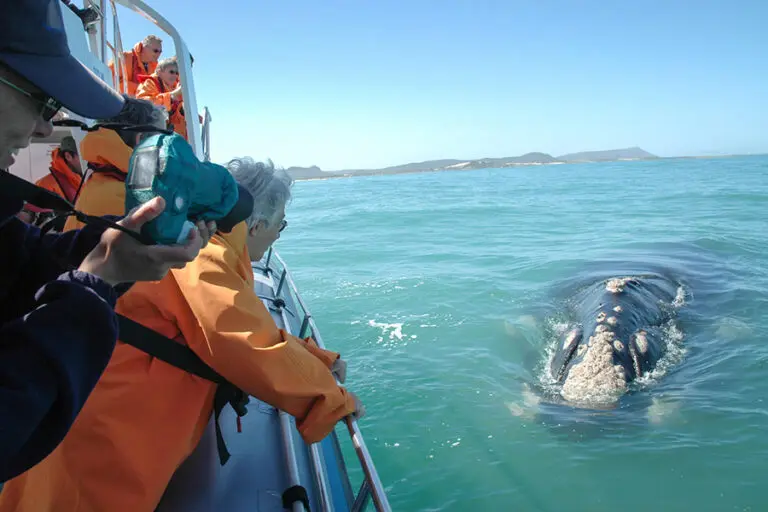 web-grootbos-experience-barco-observador-de-ballenas-02