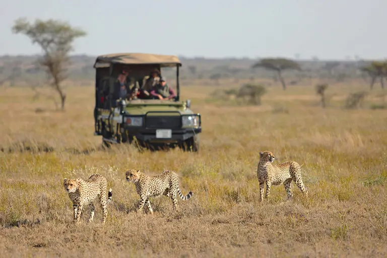 Cheetah Research Project.
