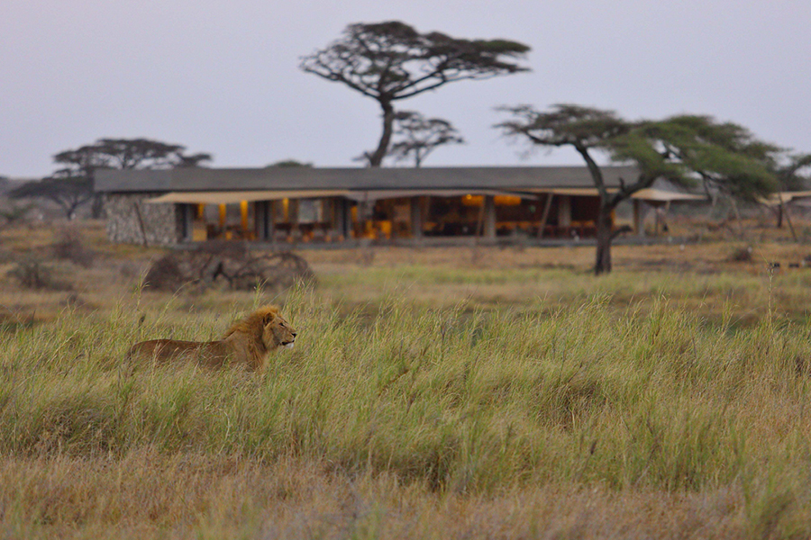 Lion at Namiri Plains Camp in Serengeti, Tanzania | Go2Africa