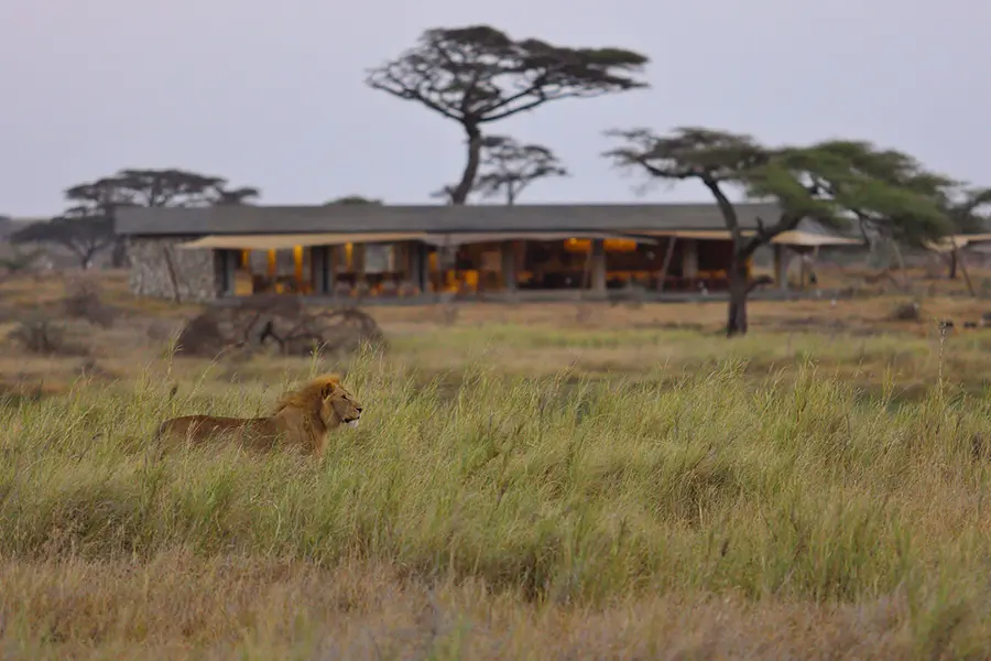 Lion at Namiri Plains Camp in Serengeti, Tanzania | Go2Africa