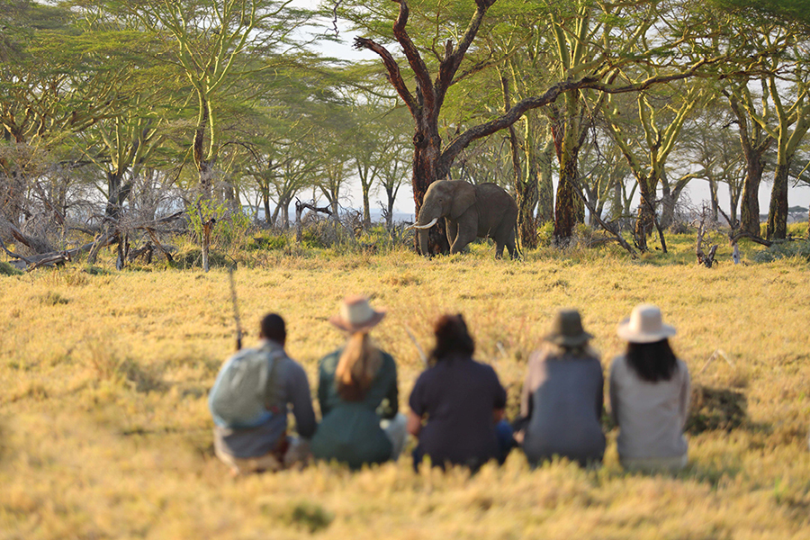 Walking safaris create unique encounters.