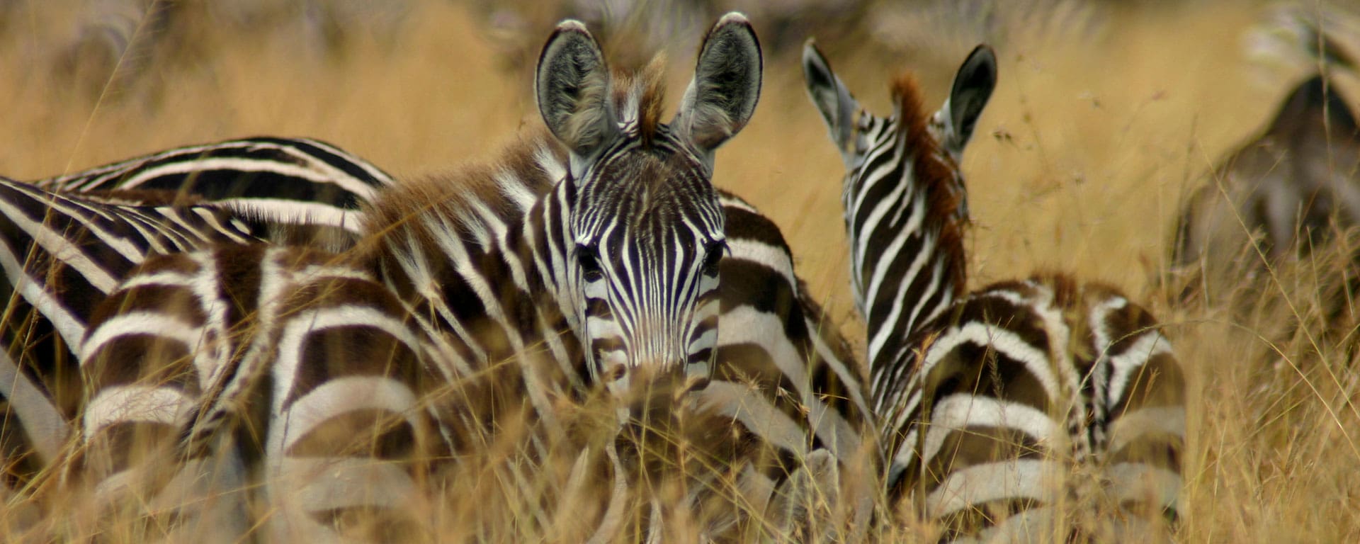 Best Time For An African Safari | When To Go On Safari - Go2Africa