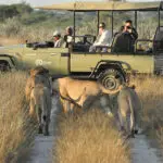 Set in the wild & remote Central Kalahari Game Reserve.