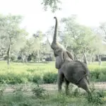 Descubra a estos gentiles gigantes en safaris o a pie.