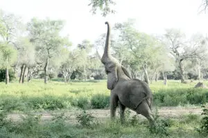 Spot these gentle giants on game drives or walking safaris.
