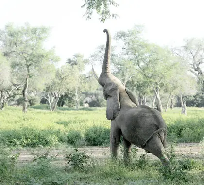 Spot these gentle giants on game drives or walking safaris.