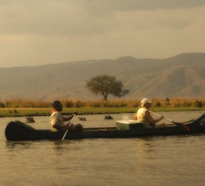 Get a different perspective of the wildlife during an adventurous canoe safari.
