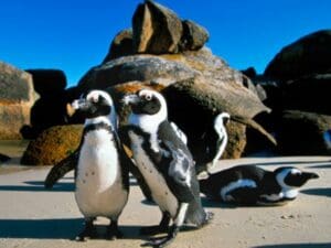 Boulders Beach es conocida por su enorme colonia de pingüinos africanos, que atrae a miles de visitantes cada año.