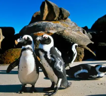 Boulders Beach es conocida por su enorme colonia de pingüinos africanos, que atrae a miles de visitantes cada año.