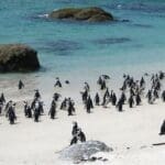 El pingüino africano, antes conocido como pingüino Jackass, sólo se encuentra en unos pocos lugares del mundo, entre ellos Boulders Beach.