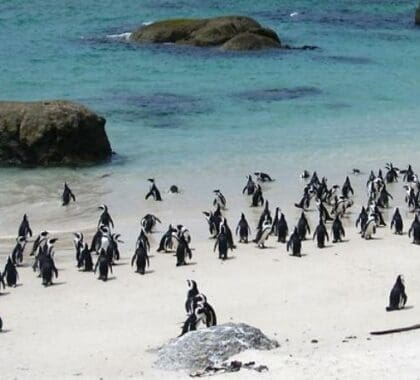 El pingüino africano, antes conocido como pingüino Jackass, sólo se encuentra en unos pocos lugares del mundo, entre ellos Boulders Beach.