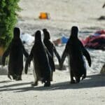 Un grupo de simpáticos pingüinos bajan a la arena con cara de playeros.