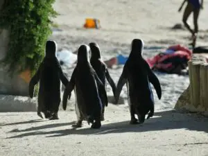Un grupo de simpáticos pingüinos bajan a la arena con cara de playeros.