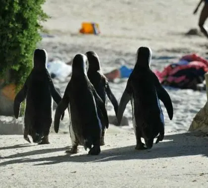 Un grupo de simpáticos pingüinos bajan a la arena con cara de playeros.