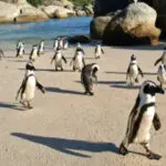Un grupo de pingüinos asciende por la playa hasta sus nidos en lo alto de la costa.