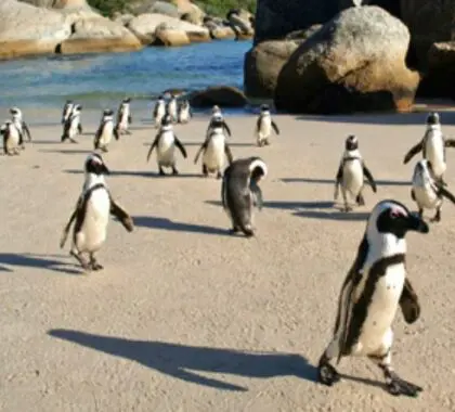 Un grupo de pingüinos asciende por la playa hasta sus nidos en lo alto de la costa.