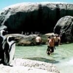 Los pingüinos nadan junto a la gente en la popular calita de Simonstown que alberga la playa de Boulders.