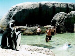 Los pingüinos nadan junto a la gente en la popular calita de Simonstown que alberga la playa de Boulders.