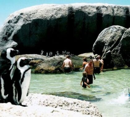 Los pingüinos nadan junto a la gente en la popular calita de Simonstown que alberga la playa de Boulders.