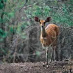 L'affascinante Chobe bushbuck è endemico della regione, ma si vede spesso ai bordi del fiume.