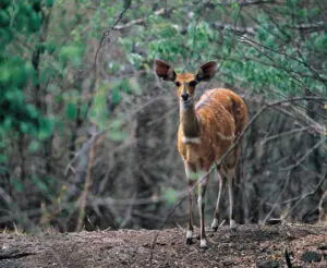 L'affascinante Chobe bushbuck è endemico della regione, ma si vede spesso ai bordi del fiume.