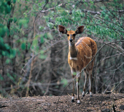 The handsome Chobe bushbuck is endemic to the region but is often seen at the river's edge.