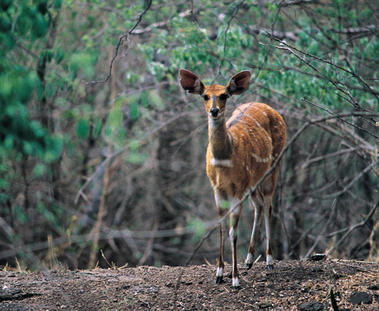 The handsome Chobe bushbuck is endemic to the region but is often seen at the river's edge.