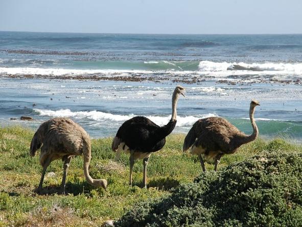 Ostriches and other wildlife can be spotted in Cape Point Nature Reserve - be sure to bring your camera along.