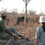 Le passeggiate guidate nelle concessioni private del Chobe vi porteranno più vicino alla natura di quanto abbiate mai immaginato!