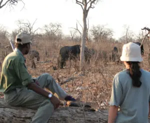 Le passeggiate guidate nelle concessioni private del Chobe vi porteranno più vicino alla natura di quanto abbiate mai immaginato!