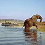 Il Chobe è un paese di caccia grossa e ospita la più grande popolazione di elefanti rimasta in Africa.