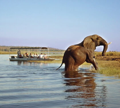 Chobe is big game country & home to Africa's greatest remaining population of elephants.