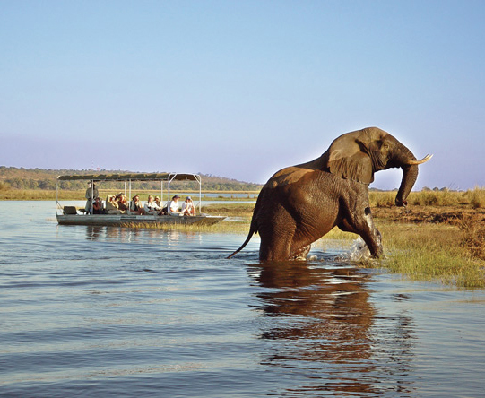 Chobe is big game country & home to Africa's greatest remaining population of elephants.