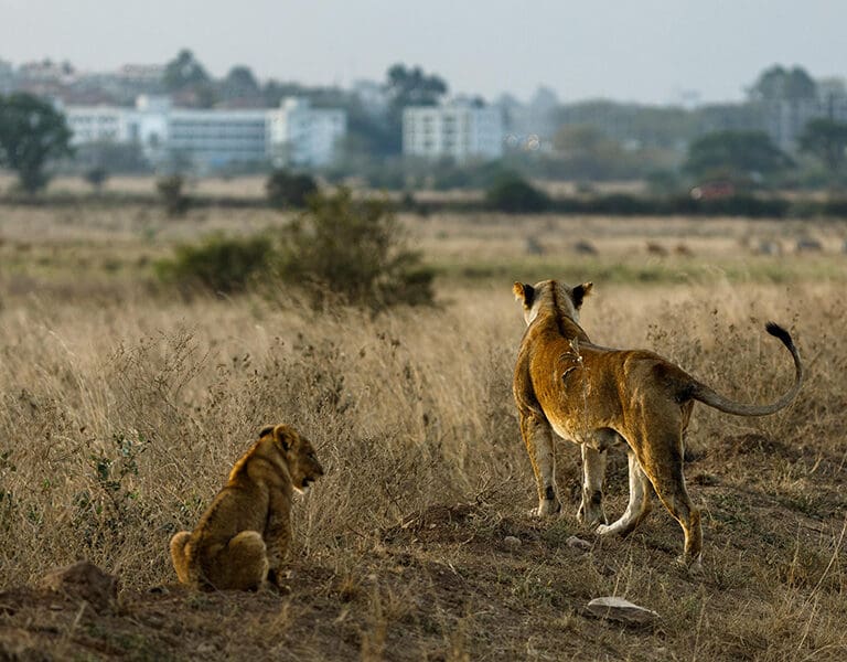 game-drive-desde-nairobi-tented-camp-8