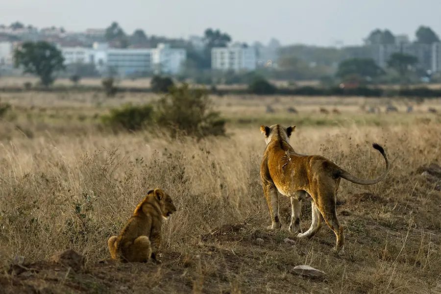 game-drive-from-nairobi-tented-camp-8