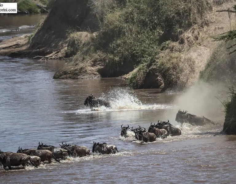 game-drive-sighting-from-porini-lion-camp-5