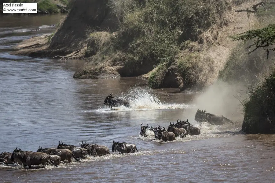 game-drive-sighting-from-porini-lion-camp-5