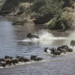 Una travesía fluvial cargada de adrenalina durante la migración de los ñus.