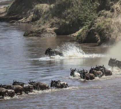 An adrenaline-inducing river crossing during the wildebeest migration.