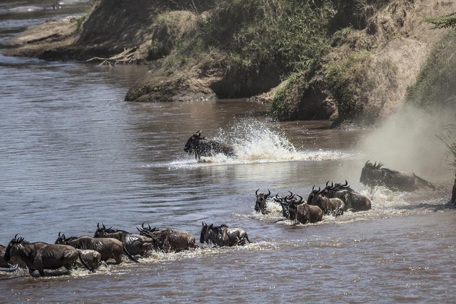 An adrenaline-inducing river crossing during the wildebeest migration.