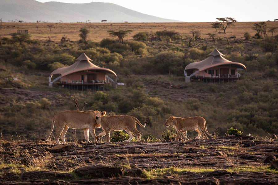 Lions roaming near Mahali Mzuri.